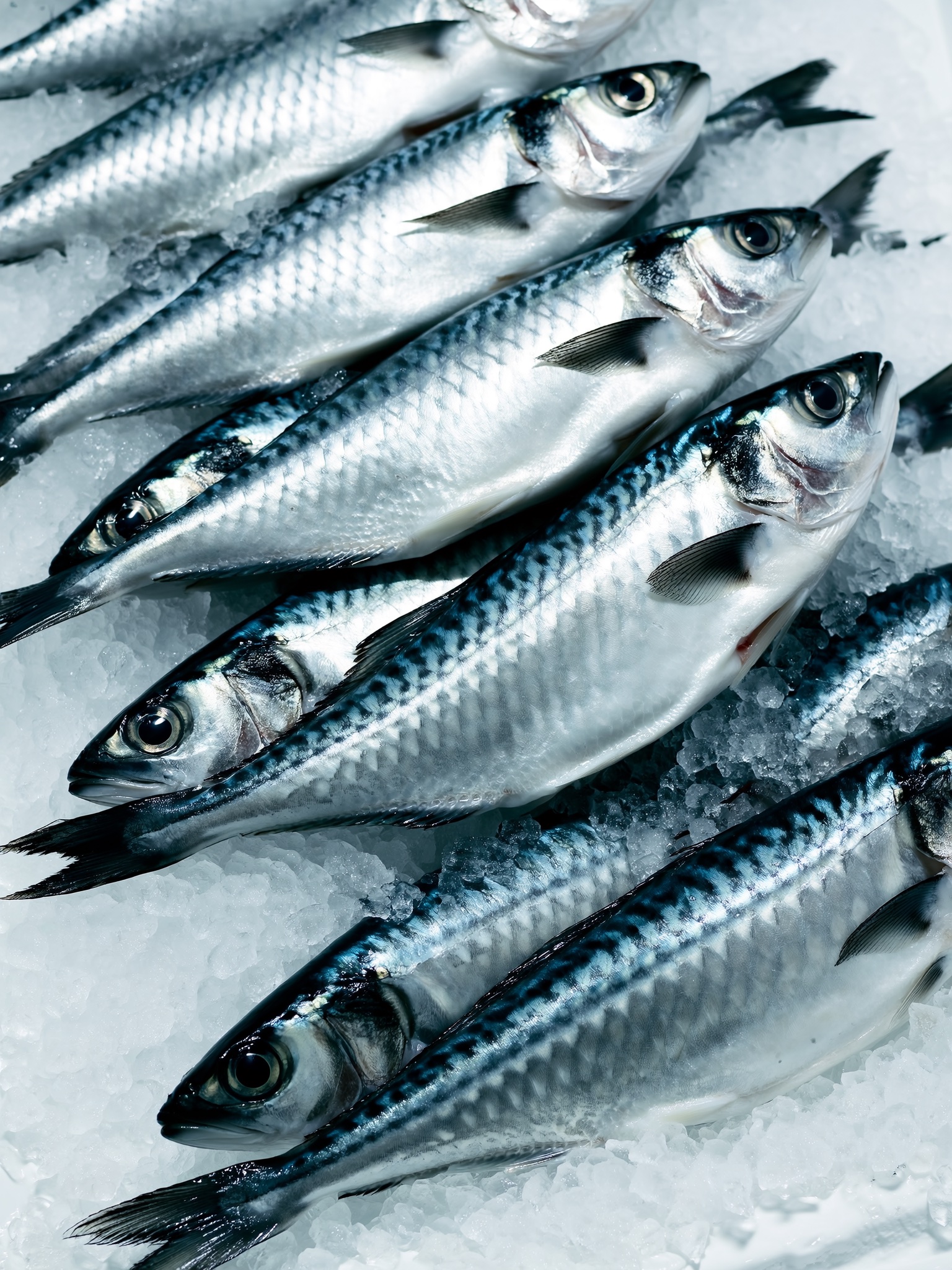 漁港から食卓へ、海の恵みをつなぐイメージ